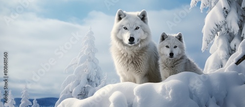 An image featuring Arctic Wolves in a scenic winter setting with ample empty space for copying text or graphics