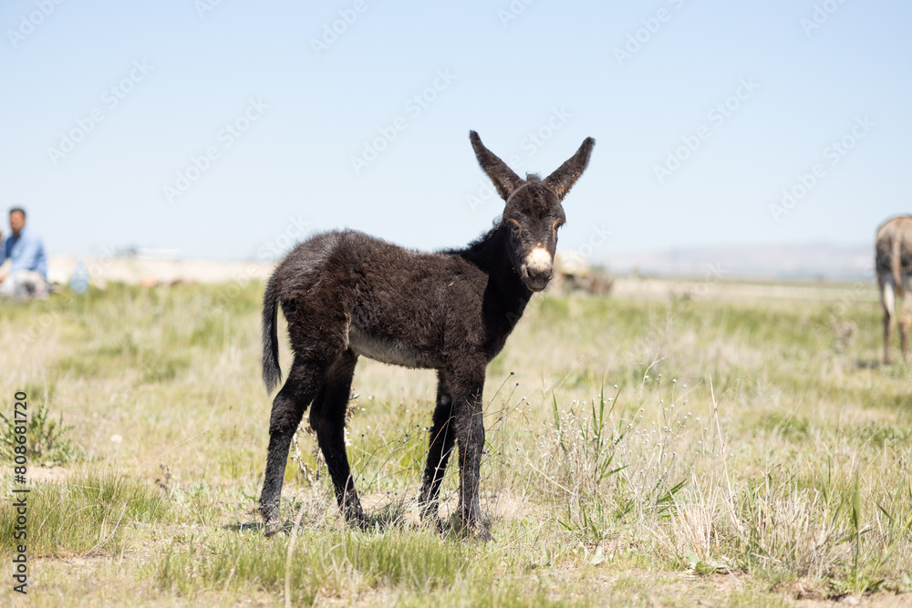 Baby donkey, animal, donkey, mammal, farm, grass, nature, goat, field, brown, baby, green, fur, horse, mule, grazing, rural, meadow, deer, animals, agriculture, wildlife, livestock, wild, young, domes Baby donkey, animal, donkey, mammal, farm, grass, nature, goat, field, brown, baby, green, fur, horse, mule, grazing, rural, meadow, deer, animals, agriculture, wildlife, livestock, wild, young, domes