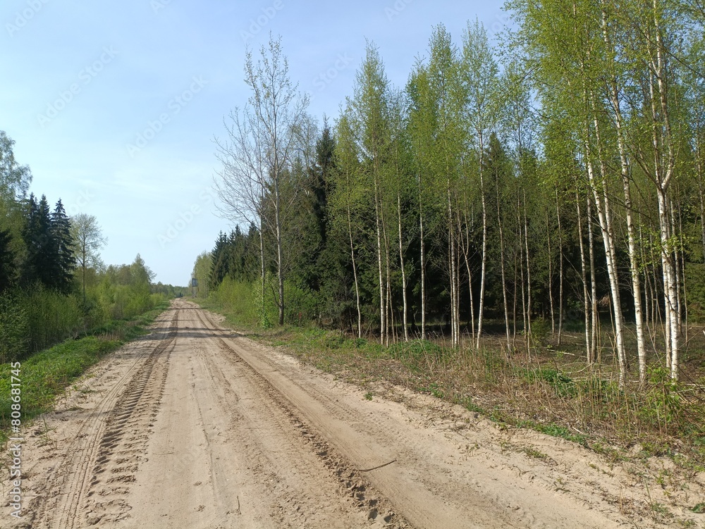 Road in forest in Siauliai county during sunny summer day. Oak and birch tree woodland. Sunny day with white clouds in blue sky. Bushes are growing in woods. Sandy road. Nature. Miskas. Road in forest in Siauliai county during sunny summer day. Oak and birch tree woodland. Sunny day with white clouds in blue sky. Bushes are growing in woods. Sandy road. Nature. Miskas.