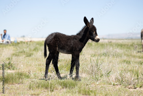 Donkey, baby donkey, horse, animal, horses, grass, nature, field, farm, meadow, pasture, grazing, foal, white, mammal, mare, stallion, animals, green, brown, equine, summer, sky, herd, landscape, beau