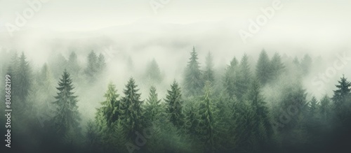 The misty morning in the forest creates a blurry background The mist fog adds a white foggy hue to the woods while the green trees stand out against it Ideal for a copy space image
