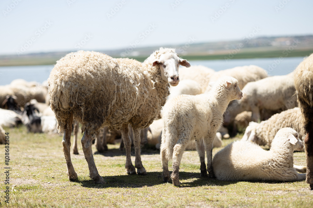 Fototapeta premium sheep, lamb, animal, farm, grass, field, wool, agriculture, farming, nature, ewe, spring, meadow, lambs, pasture, green, grazing, livestock, herd, white, mammal, countryside, rural, flock, country