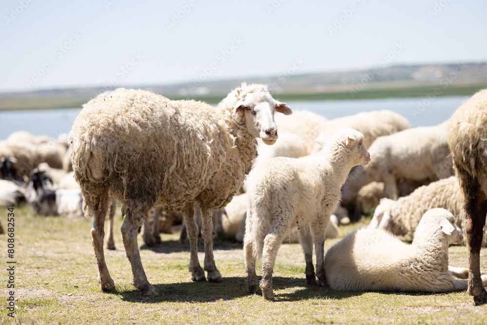 sheep, lamb, animal, farm, grass, field, wool, agriculture, farming, nature, ewe, spring, meadow, lambs, pasture, green, grazing, livestock, herd, white, mammal, countryside, rural, flock, country sheep, lamb, animal, farm, grass, field, wool, agriculture, farming, nature, ewe, spring, meadow, lambs, pasture, green, grazing, livestock, herd, white, mammal, countryside, rural, flock, country