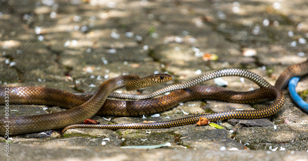 The Gardens Secret Romance, Rat Snakes Mating Amidst the Greenery The Gardens Secret Romance, Rat Snakes Mating Amidst the Greenery