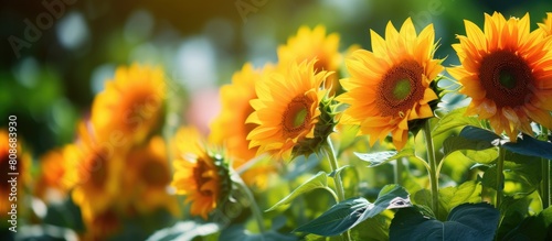 Closeup of sunflowers blooming in a garden captured from a side view perspective with a copy space image © Ilgun