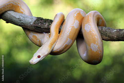 snake, python, albino, a python with its mouth gaping