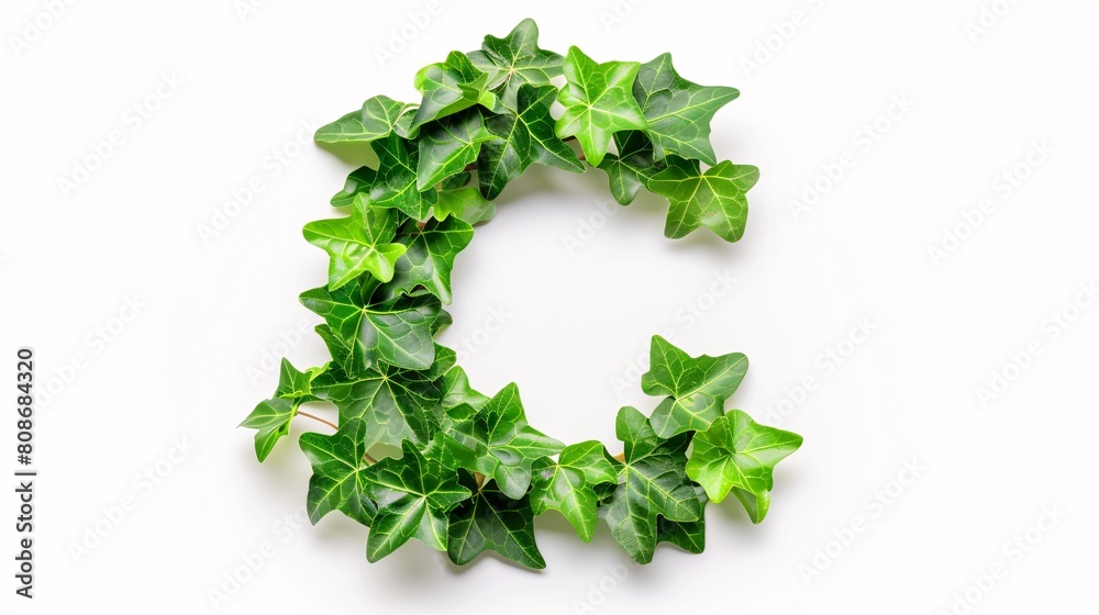 Lush ivy foliage forming a letter C, isolated on a white background with a clipping path. Lush ivy foliage forming a letter C, isolated on a white background with a clipping path.