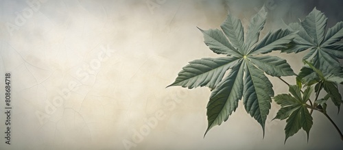Image of a Fatsia leaf showcased in a peaceful setting with a wall adorning one side The leaf is placed separately drawing attention to its unique qualities. Copy space image photo