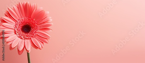 Bright background with a Gerbera flower that offers copy space for text