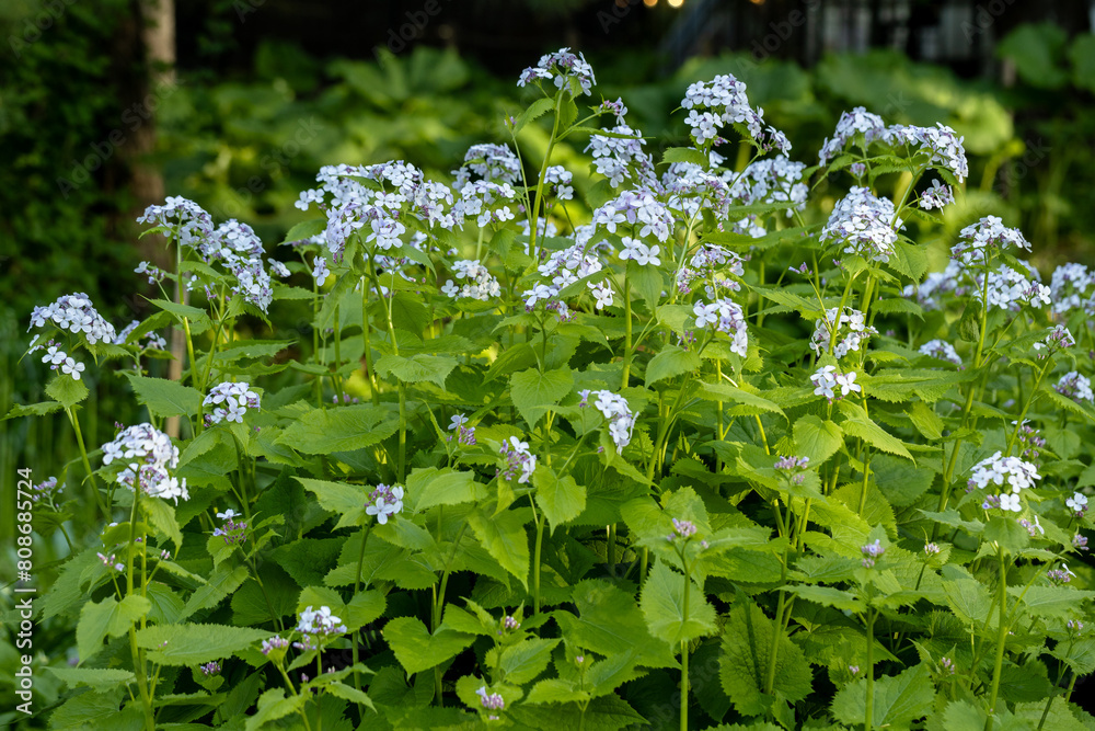 Brunnera macrophylla. Large green leaves and inflorescences with small blue flowers have formed continuous thickets. High quality photo Brunnera macrophylla. Large green leaves and inflorescences with small blue flowers have formed continuous thickets. High quality photo