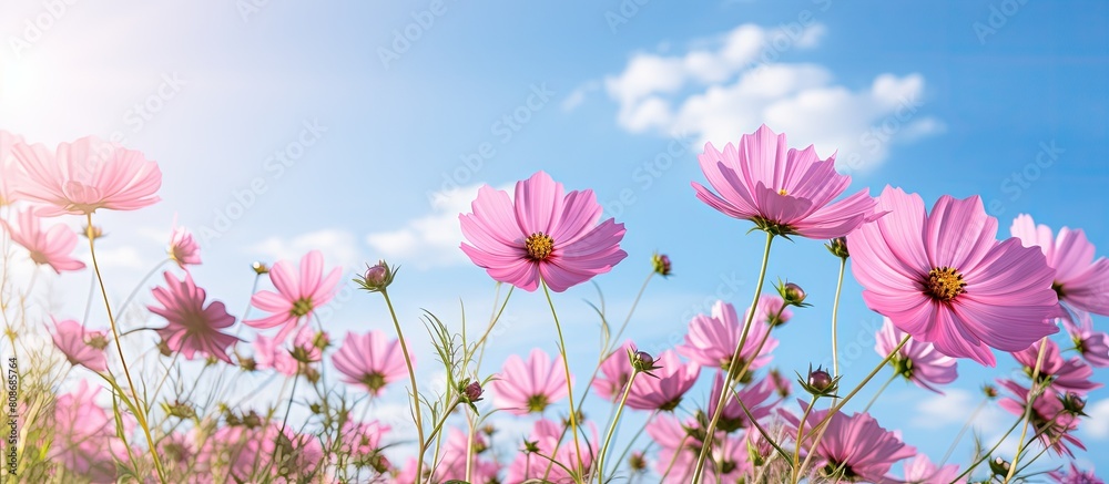 Morning view of pink cosmos flowers against a blue sky with a blurred background providing ample copy space for images Morning view of pink cosmos flowers against a blue sky with a blurred background providing ample copy space for images