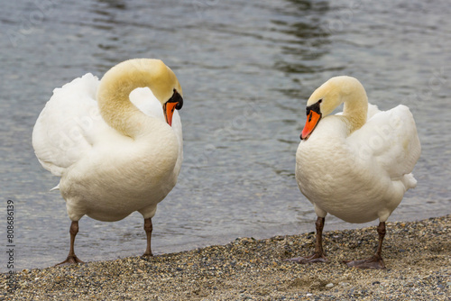 Two swans on the shore of Lake Geneva