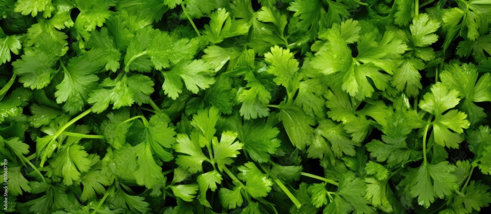 An abundance of recently harvested coriander with ample copy space image An abundance of recently harvested coriander with ample copy space image