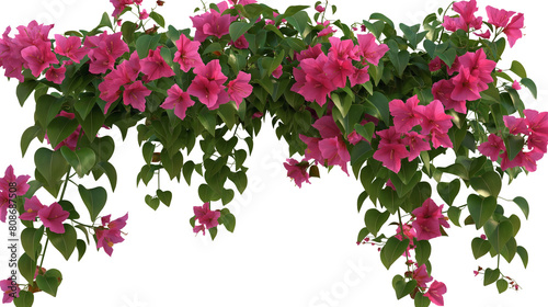 Pink flowers in the garden isolated on white background