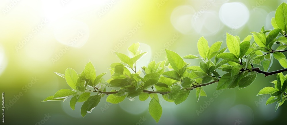 Spring and summer green leaves background with a copy space image Spring and summer green leaves background with a copy space image