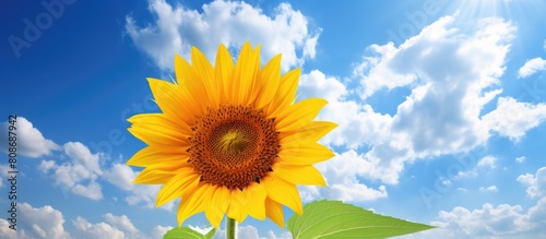 Close up summertime copy space image of a blooming sunflower in its natural environment surrounded by clouds in a vibrant blue sky