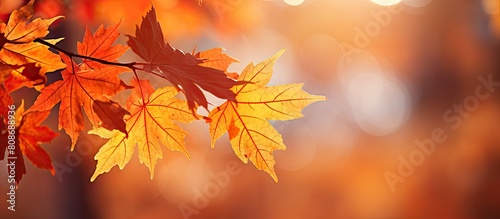 The fall season presents a stunning closeup view of nature s beauty with vibrant orange maple leaves and sunlight This landscape ecology offers a perfect copy space image for wallpapers and backdrops