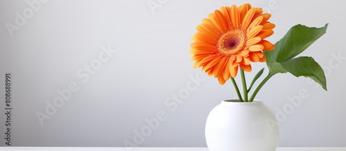 A stunning orange Gerbera jamesonii daisy flower sits in a vase surrounded by a white background It s the perfect image for copy space and pairs well with a ceramic background wallpaper photo