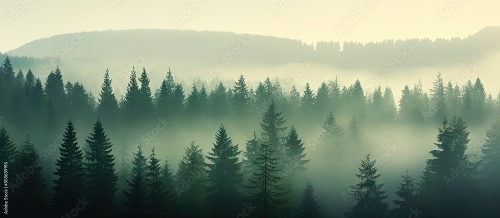 Tranquil misty forest A serene morning scene where fog envelops a spruce forest creating a peaceful nature landscape with the silhouettes of fir tree tops Copy space image Tranquil misty forest A serene morning scene where fog envelops a spruce forest creating a peaceful nature landscape with the silhouettes of fir tree tops Copy space image