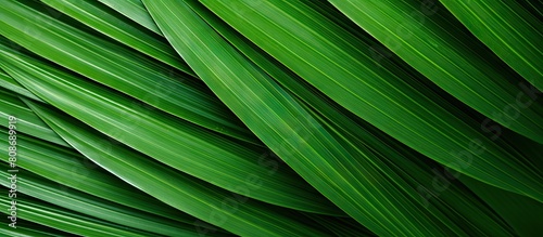 Close up image of green palm branches allowing for ample copy space