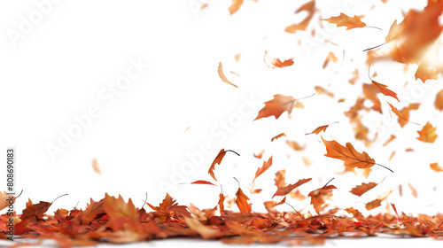 Autumn leaves fall isolated on white background photo