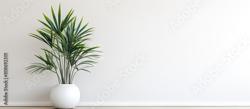 Modern clean interior with a home plant on a bright white background providing ample copy space for text photo