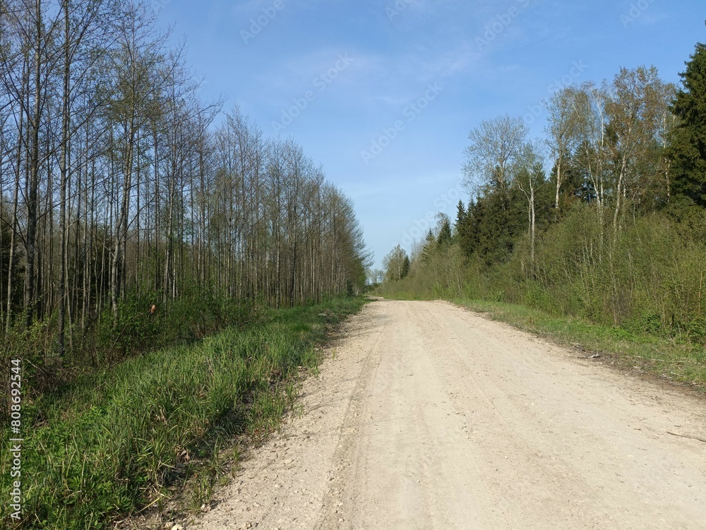 Road in forest in Siauliai county during sunny summer day. Oak and birch tree woodland. Sunny day with white clouds in blue sky. Bushes are growing in woods. Sandy road. Nature. Miskas. Road in forest in Siauliai county during sunny summer day. Oak and birch tree woodland. Sunny day with white clouds in blue sky. Bushes are growing in woods. Sandy road. Nature. Miskas.
