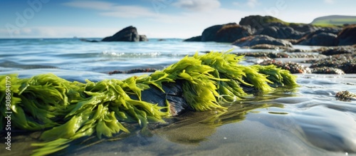 A vibrant and refreshing Bladderwrack seaweed found on the seashore of a picturesque Hebridean Island in Scotland Emphasizing the essence of health and nature Scenic landscape captured in a horizonta photo