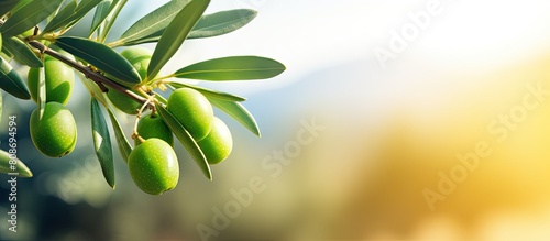 Close up image of green immature fruits on the Olea europaea olive tree offering a perfect copy space for your visuals