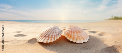 A pair of cockle shells resting on a sandy beach creating a tranquil visual with ample copy space for potential images