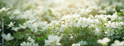 A blurred background of white flowers in the grass, with sunlight shining on them, with a blurry focus, soft tones, and delicate details creates an elegant atmosphere. 