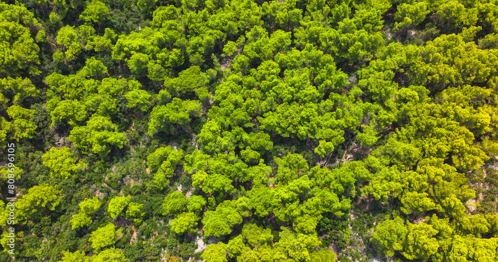 TOP DOWN: Flying over the lush green pine tree canopies covering Korcula island. TOP DOWN: Flying over the lush green pine tree canopies covering Korcula island.