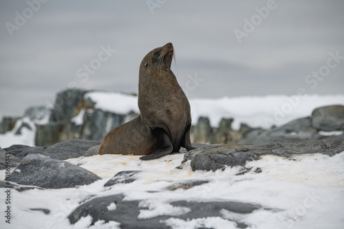 Fur seals in Antartica