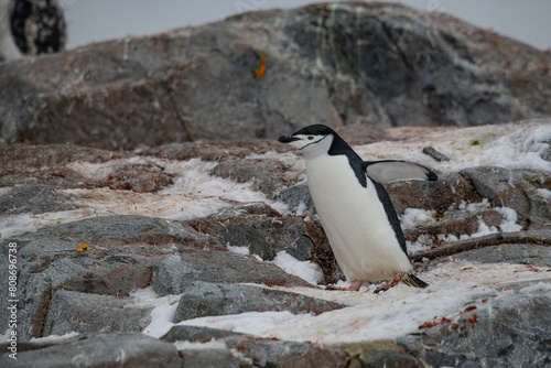 Penguins of Antarctica