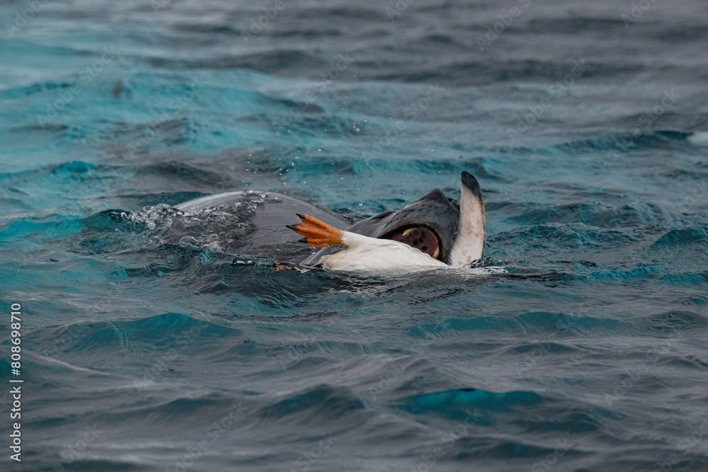 Fototapeta premium Leopard seal predates on penguin in Antarctica
