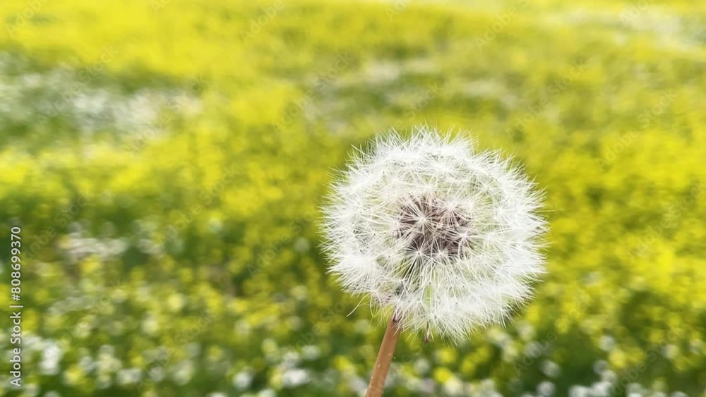 We see in the foreground a plant called dandelion that is rotating and we see its shape and seeds and in the background we have blurred white and yellow flowers in spring Avila Spain We see in the foreground a plant called dandelion that is rotating and we see its shape and seeds and in the background we have blurred white and yellow flowers in spring Avila Spain