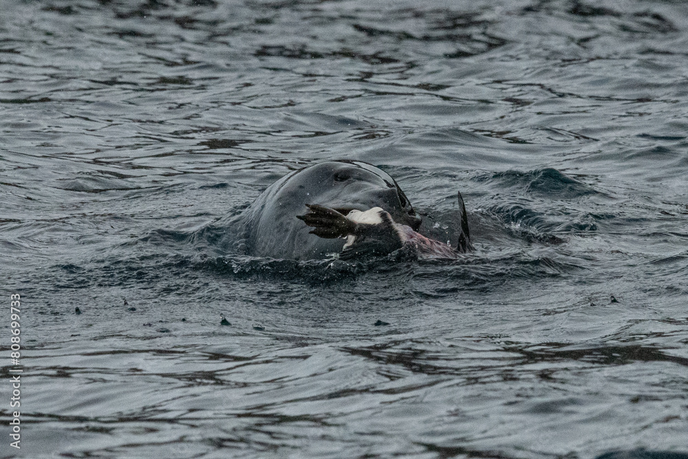 Obraz premium Leopard seal predates on penguin in Antarctica