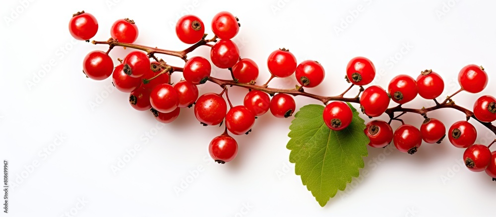 Top view of red hawthorn berries photographed in closeup on a white background providing ample space for adding text or graphics to the image Top view of red hawthorn berries photographed in closeup on a white background providing ample space for adding text or graphics to the image