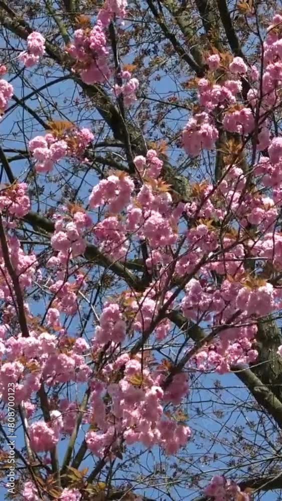 Cherry Blossomes Concept. Cherry Blossom Petals Flying in Spring Wind Cherry Blossomes Concept. Cherry Blossom Petals Flying in Spring Wind