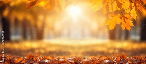 A stunning autumn scene with sunlight filtering through vibrant yellow and orange leaves of an oak tree creating a beautiful background copy space image