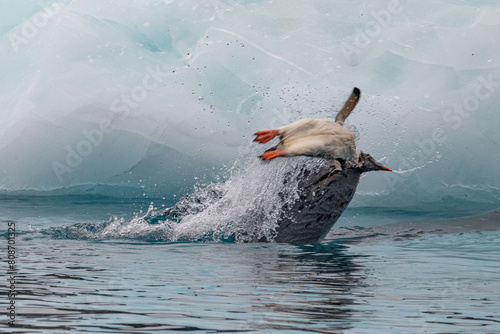 Leopard seal predates on penguin in Antarctica