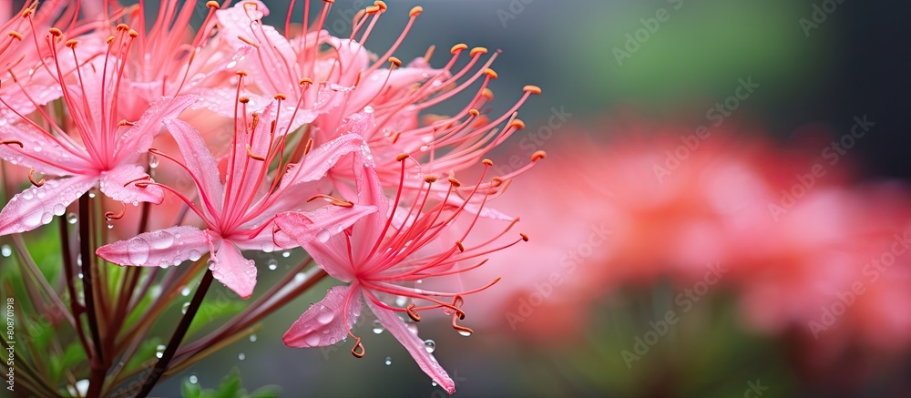 Gorgeous pink Spider Flower captured in a garden with a stunning nature backdrop allowing ample copy space for creative use Gorgeous pink Spider Flower captured in a garden with a stunning nature backdrop allowing ample copy space for creative use