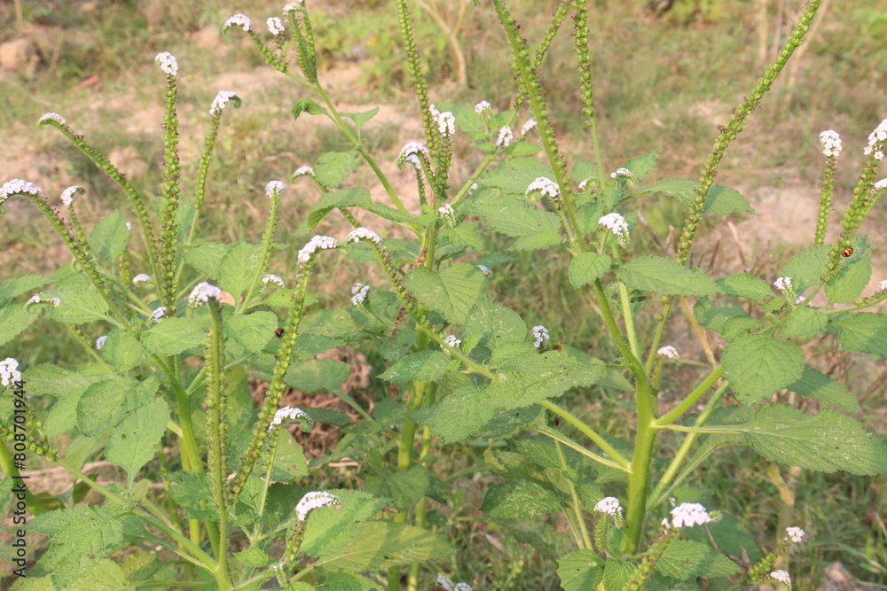 Heliotropium indicum, commonly known as Indian heliotrope on jungle Heliotropium indicum, commonly known as Indian heliotrope on jungle