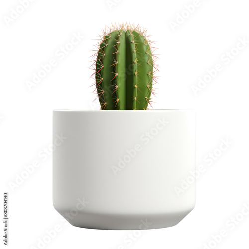 A small cactus in a white pot. photo