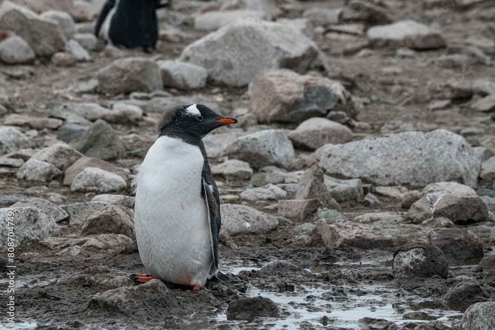 Fototapeta premium Penguins of Antarctica