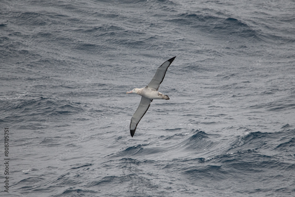 Wandering albatross Wandering albatross