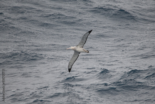 Wandering albatross