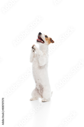 Adorable, smart dog, purebred Jack Russell Terrier standing on hind legs and playing with paws isolated on white studio background. Concept of domestic animal, pet, veterinary, care, companion