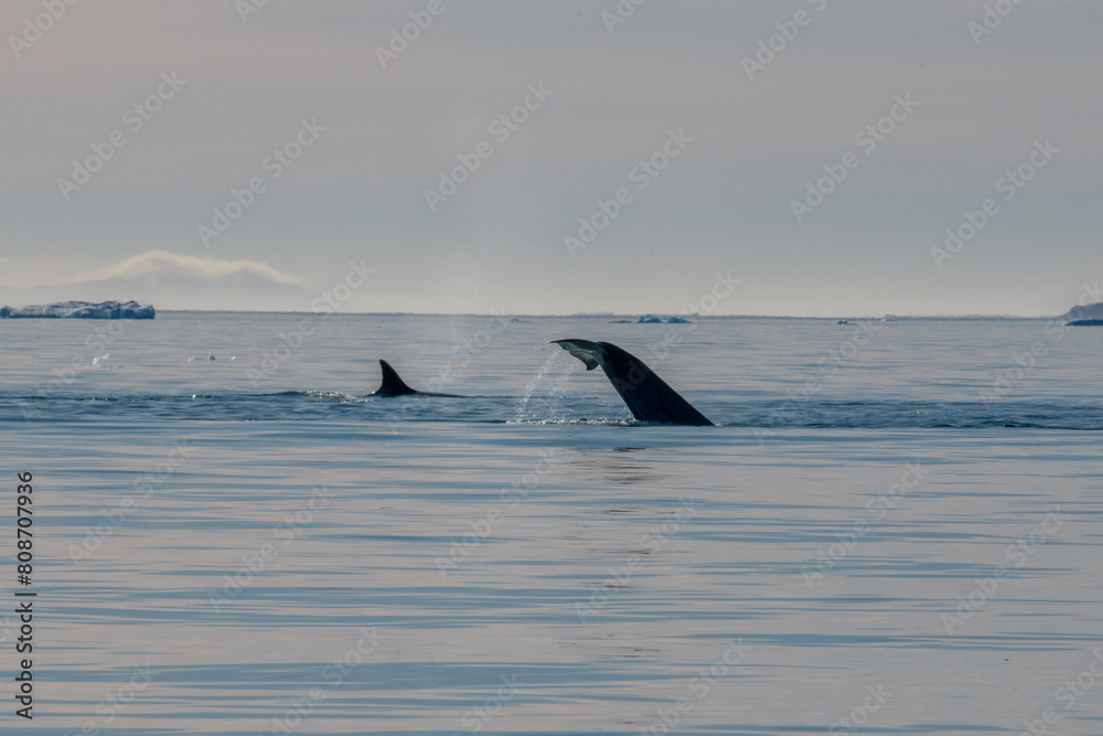 Fototapeta premium Orcas killer whales in Antarctica