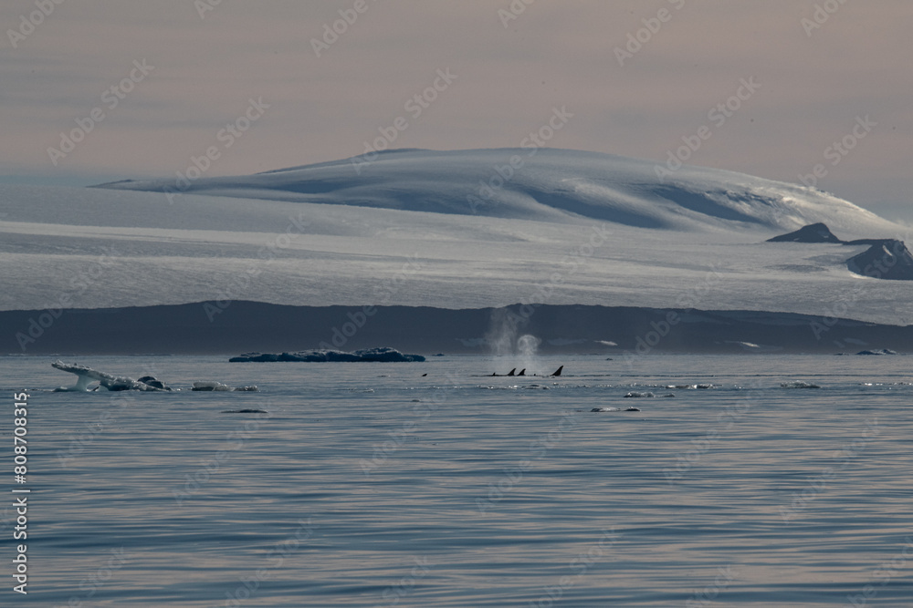 Orcas killer whales in Antarctica